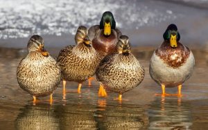 duck-1463317_960_720
